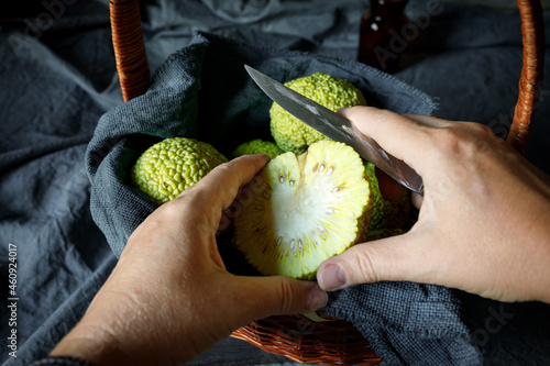 Obraz na plátně Women's hands sliting the fruits of Osage Orange Maclura pomifera