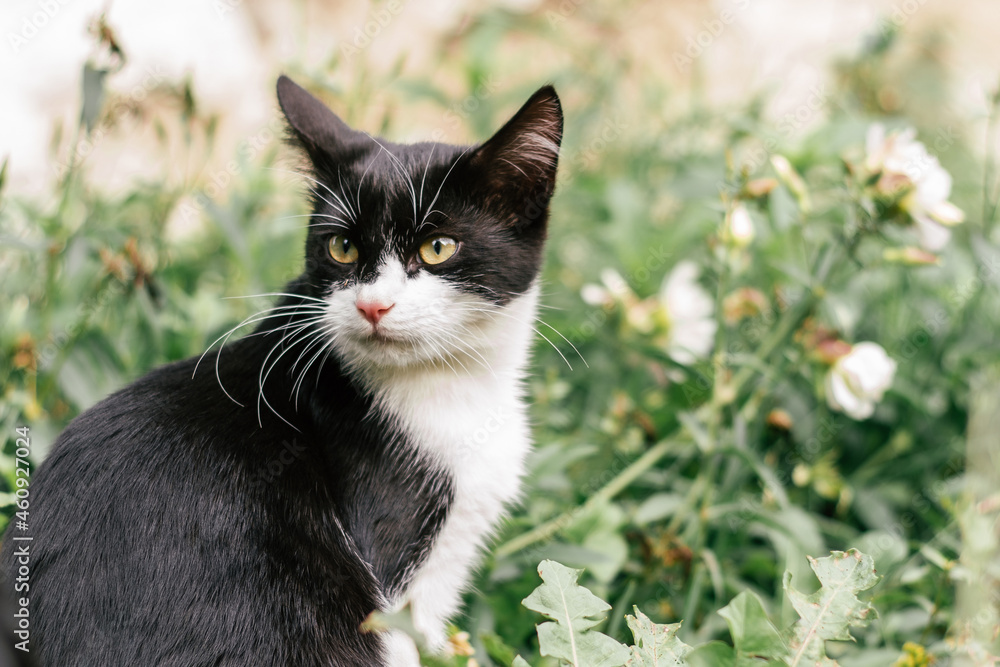 Small black and white kitten 4 months old sits among blurred green grass looking away Small black and white kitten 4 months old sits among blurred green grass looking away