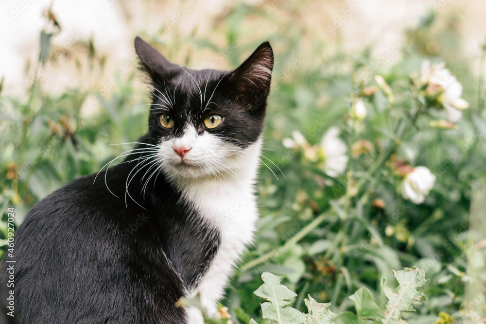 Small black and white kitten 4 months old sits among blurred green grass looking away