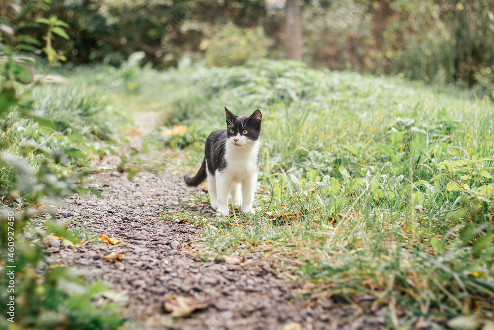 Small black and white kitten 4 months old walks along path, among blurred green grass Small black and white kitten 4 months old walks along path, among blurred green grass