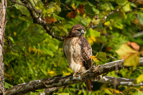 Red-Tailed Hawk Sitting In Tree