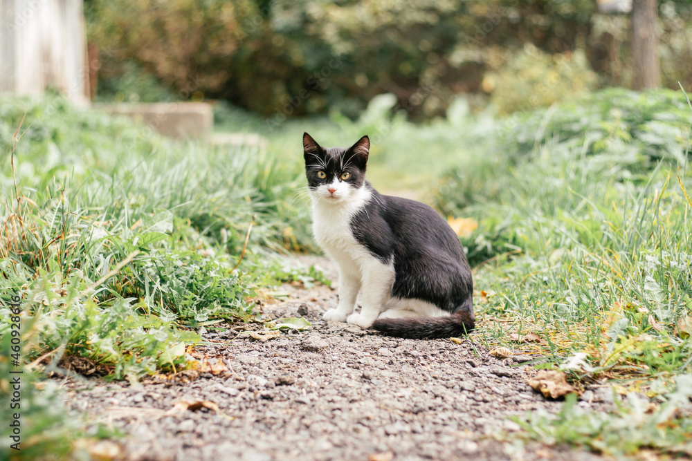 Small black and white kitten 4 months old sits on path, among blurred green grass Small black and white kitten 4 months old sits on path, among blurred green grass