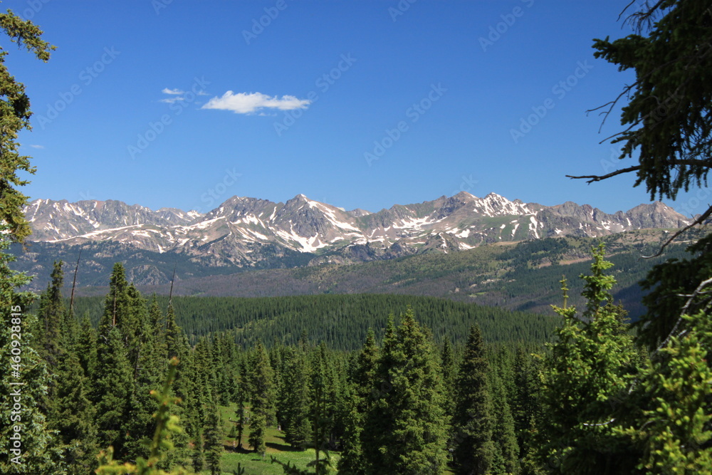 tree mountain view