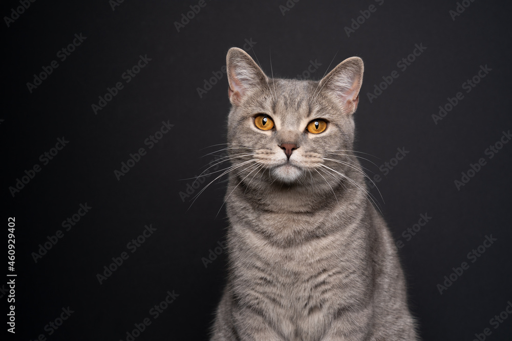 beautiful tabby british shorthair cat looking at camera portrait on black background with copy space