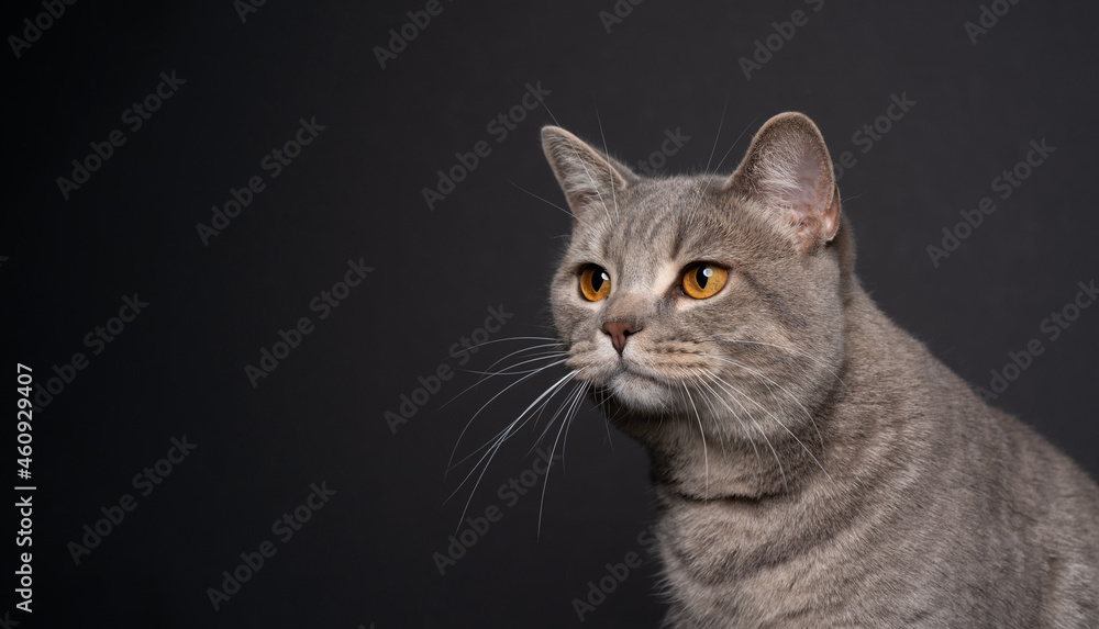 yellow eyed tabby british shorthair cat on dark gray black background looking to the side at copy space