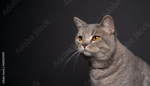 yellow eyed tabby british shorthair cat on dark gray black background looking to the side at copy space