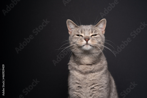 cute funny tabby british shorthair cat looking suspiciously at camera portrait on black background with copy space