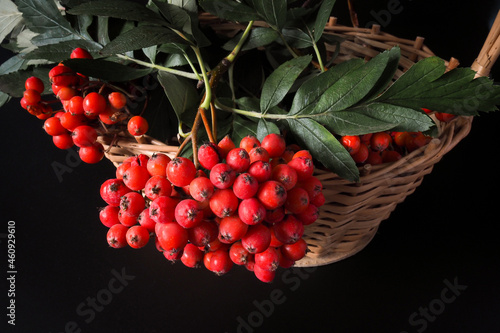 Rowan bunches in a wicker basket on a black background. Autumn gifts, harvest season.