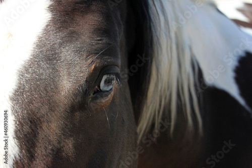 Bay Paint Horse with Blue Eye Close-up