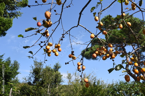 Japanese persimmon fruits. Ebenaceae fruit tree. Fruits are rich in vitamins and dietary fiber. 