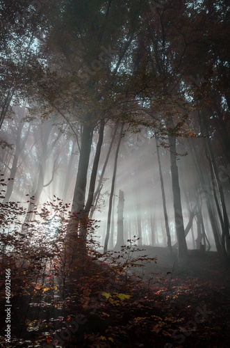 Sun rays shine through the foggy autumn forest