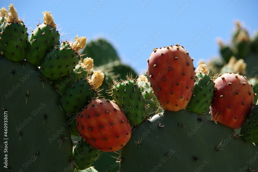 Close-up view of fruits and flowers of a prickly pear cactus Close-up view of fruits and flowers of a prickly pear cactus