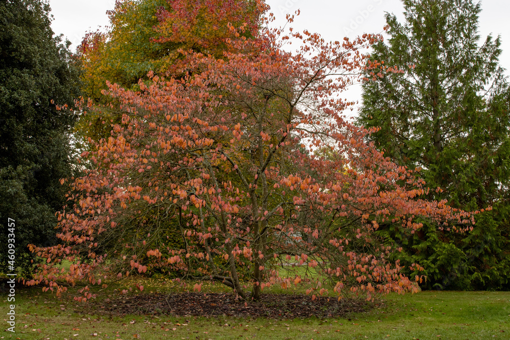 Naklejka premium Cornus Ormonde tree showing autumn colour