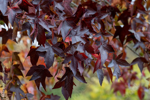 Bright red Liquidambar straciflua Worplesdon foliage in autumn