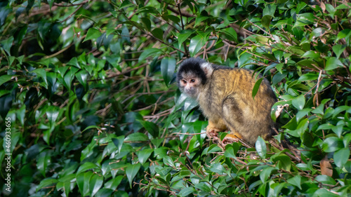 Bolivian Squirrel Monkey in Trees with Copy Space © agcreationsnz
