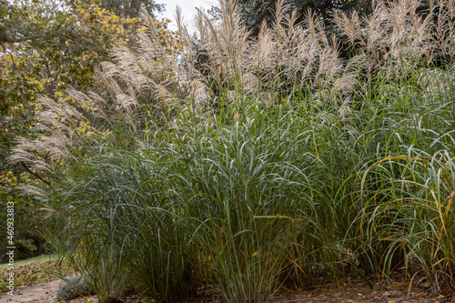 Tableau sur toile Group Miscanthus sinensis Silberfeder in flower in the summer