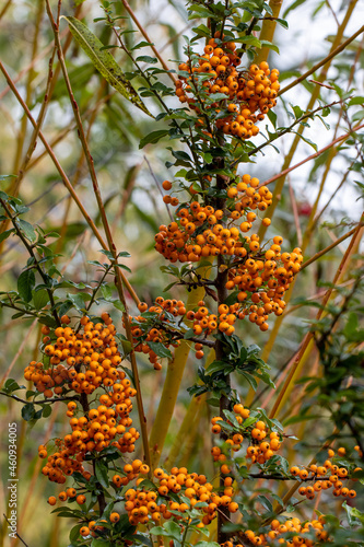 Orange Pyracantha Teton berries in the autumn