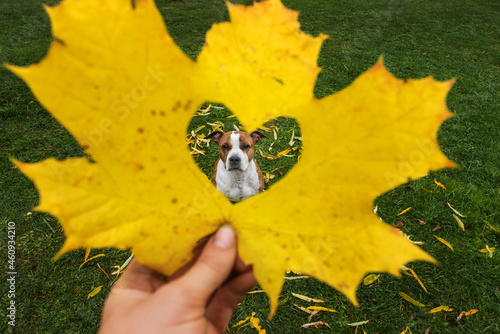 American staffordshire terrier dog and autumn leaf with a heart-shaped hole