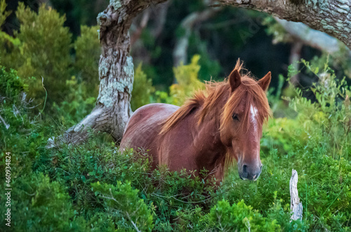 Wild Horses on Shackelford Banks photo