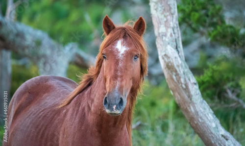 Wild Horses on Shackelford Banks