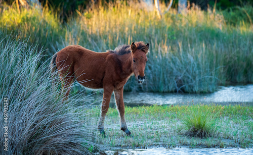 Wild Horses on Shackelford Banks photo