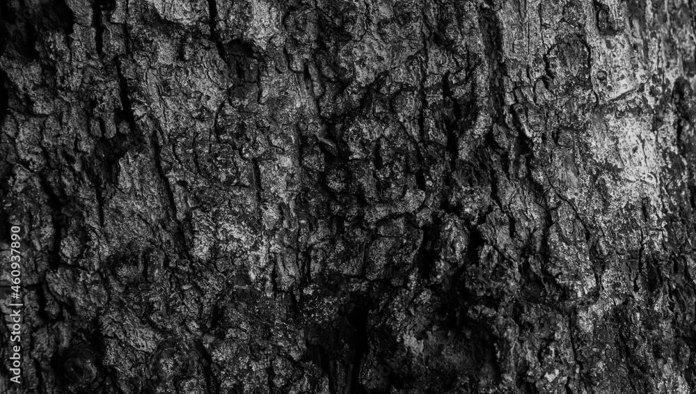 the bark texture, the surface of the tree trunk in dark yet whitish color that looks so old. the natural texture of the forestry. the bark texture, the surface of the tree trunk in dark yet whitish color that looks so old. the natural texture of the forestry.