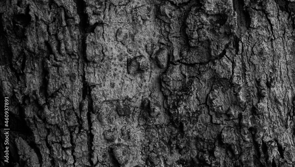 the bark texture with a slit hole, the surface of the tree trunk in dark color. the natural texture of the forestry. the bark texture with a slit hole, the surface of the tree trunk in dark color. the natural texture of the forestry.