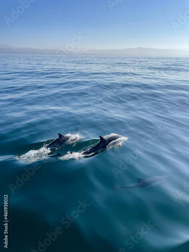 Dolphins off the coast of California  | 2021 