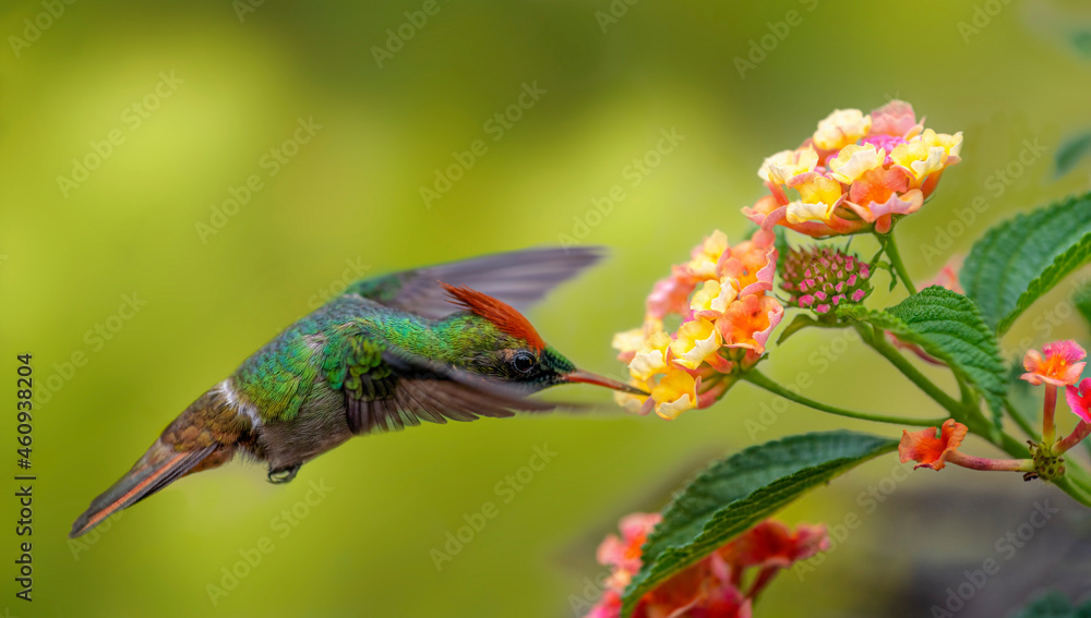 Fototapeta premium Frilled Coquette 
