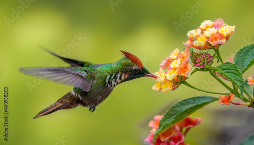Frilled Coquette 
