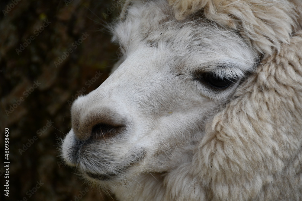 close up of a white alpaca