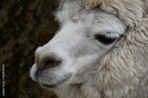close up of a white alpaca © Wendy