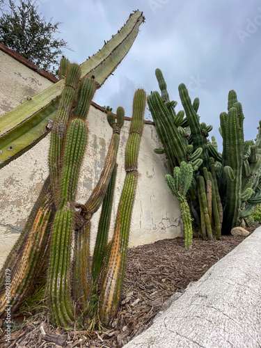 Cactus in desert | 2021 