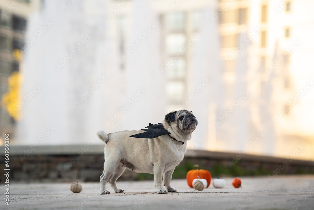Standing pug wearing vampire costume with pumpkins in front of big fountains at the park in october Standing pug wearing vampire costume with pumpkins in front of big fountains at the park in october