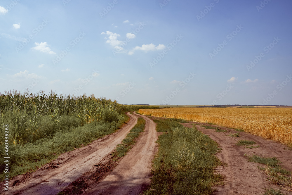 Wheat and corn to the horizon. Agricultural fields. Ecological agriculture concept.