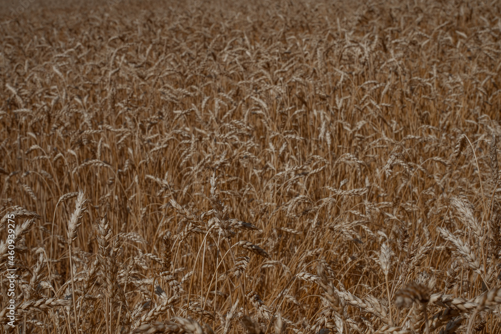 Wheat field close up. Ecological agriculture