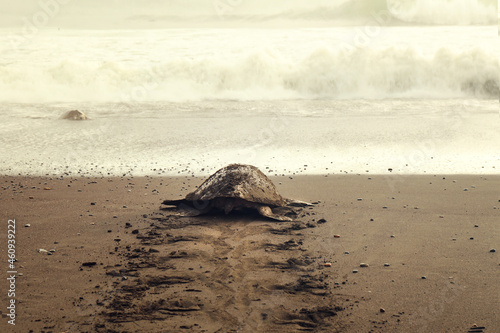 Sea turtle on the beach, Costa Rica. Conservation and preservation of endangered marine species concept. 
