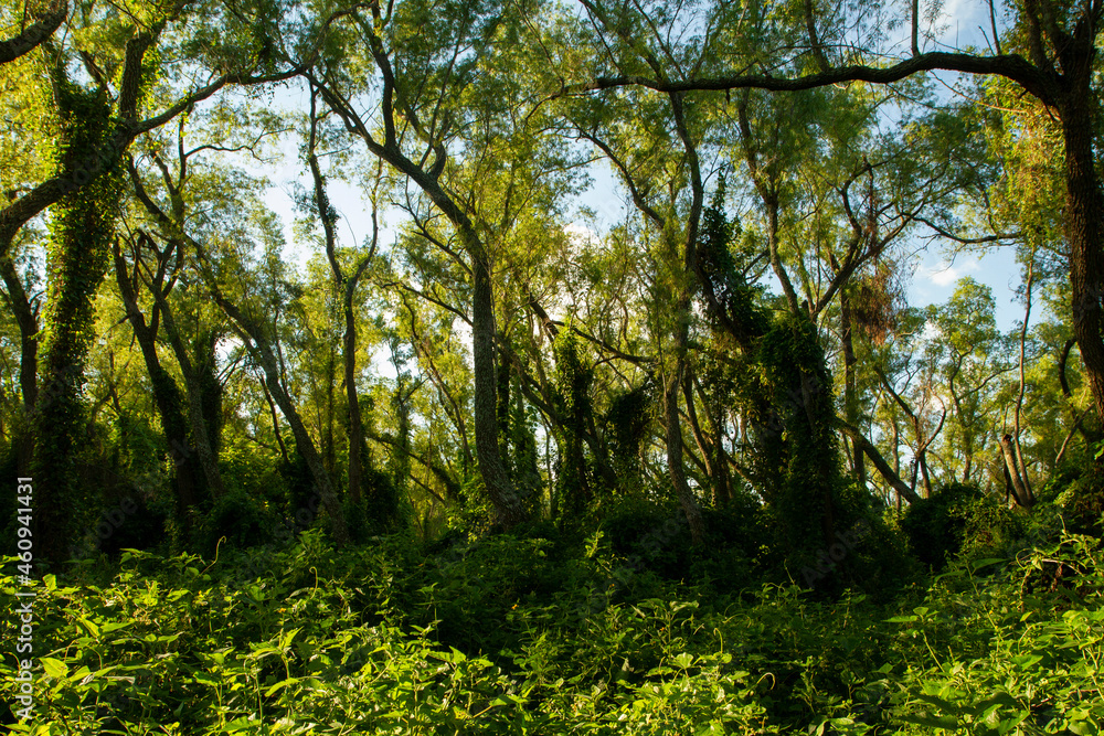 Fototapeta premium Panorama view of the green forest with a beautiful light. 