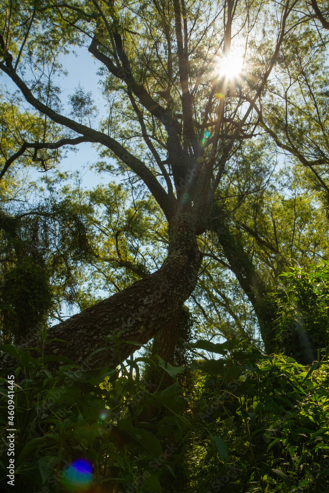tree, forest, nature, green, wood, trees, leaves, branch, trunk, park, leaf, plant, plants, vegetation, light, woods, woodland, tropical, rainforest, tropical rainforest, jungle, sun, sunlight, flare, tree, forest, nature, green, wood, trees, leaves, branch, trunk, park, leaf, plant, plants, vegetation, light, woods, woodland, tropical, rainforest, tropical rainforest, jungle, sun, sunlight, flare,