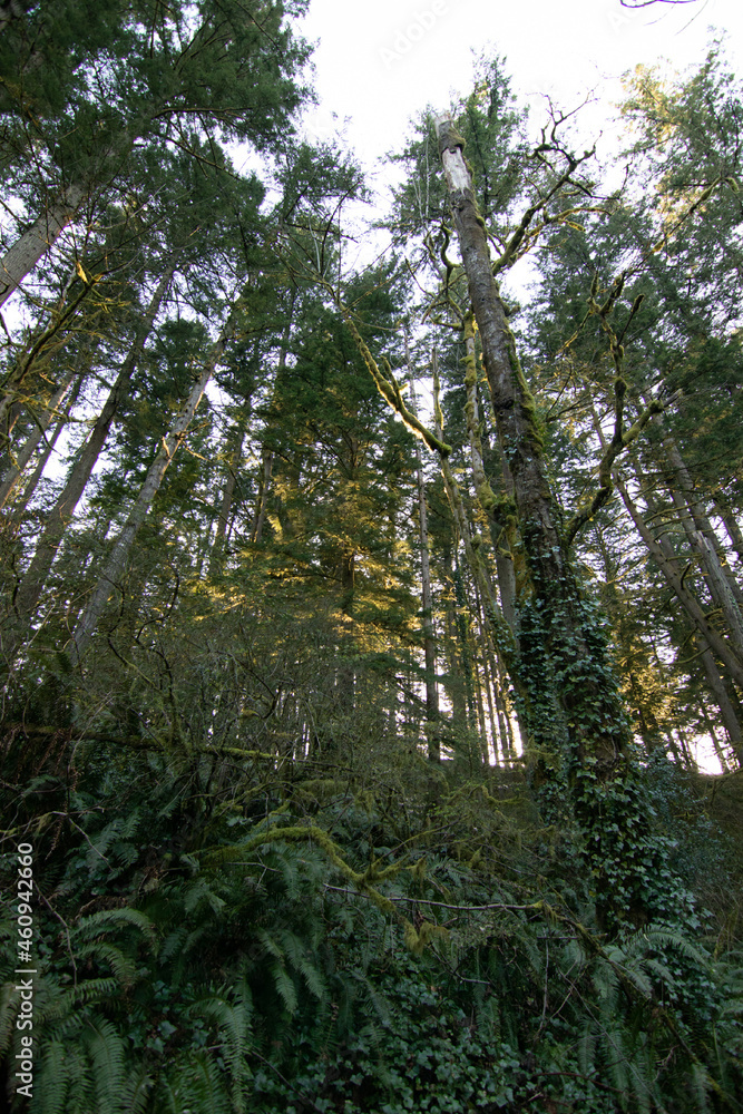 Fototapeta premium Forest