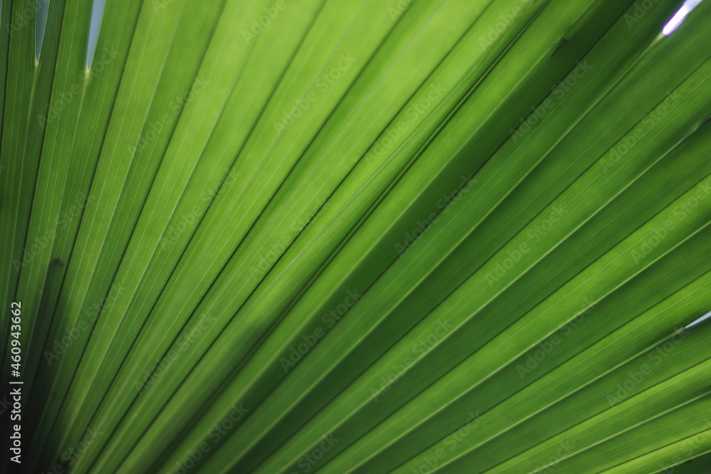Macro lines and palm leaf texture. Close-up photo of green palm leaf Macro lines and palm leaf texture. Close-up photo of green palm leaf