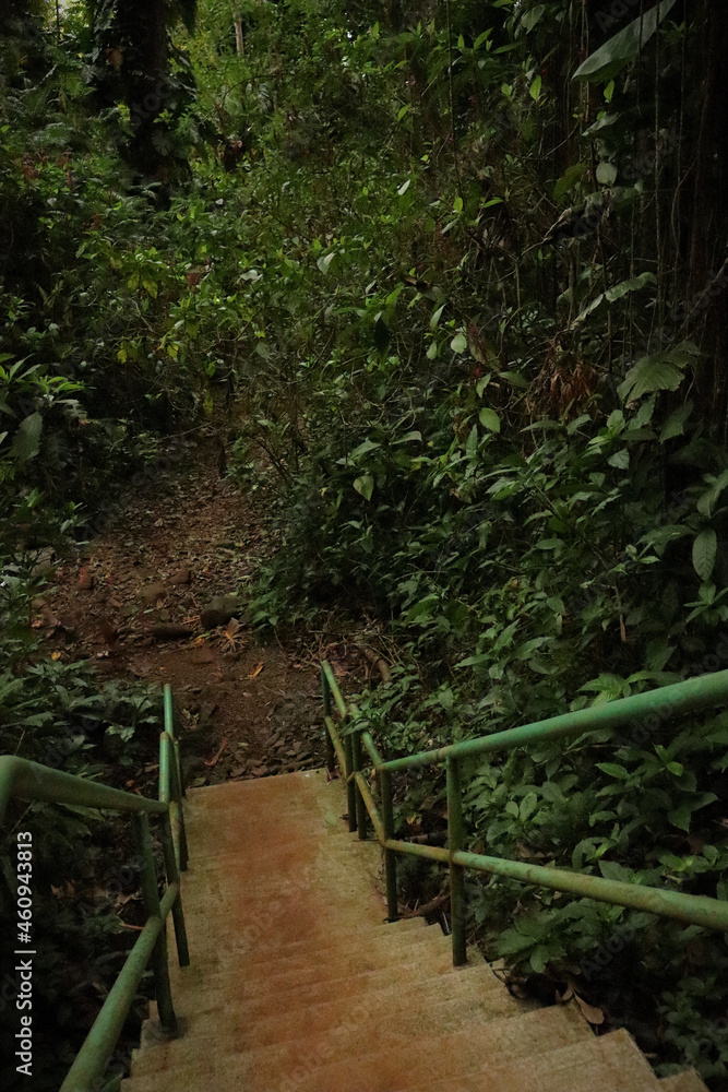 path in the forest path in the forest