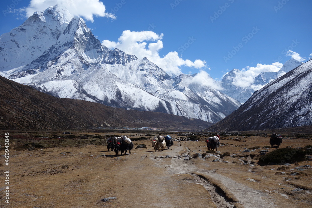 Himalayan Yaks in the Everest region Himalayan Yaks in the Everest region