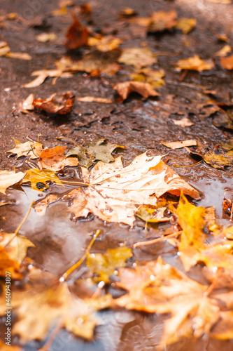 Yellow autumn leaves in a puddle