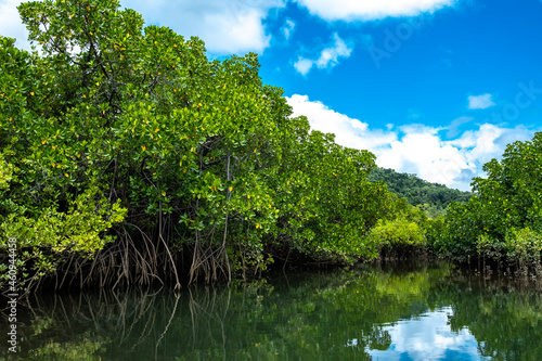 Cooper Creek, Daintree Rainforest in Queensland, Australia. Taken on the creek with view of mangroves and blue sky with some clouds reflecting on the water.