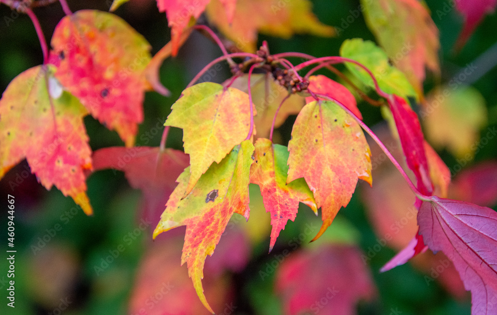 Obraz premium Fall colored leaves in the Canadian forest in October