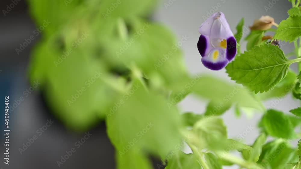 Indoor plants are getting popular as it is able to bring a peaceful ambient. Indoor plants are getting popular as it is able to bring a peaceful ambient.