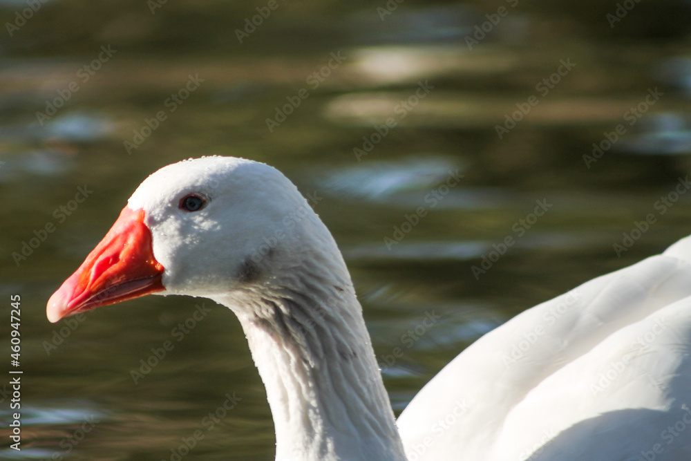 Fototapeta premium portrait of a goose