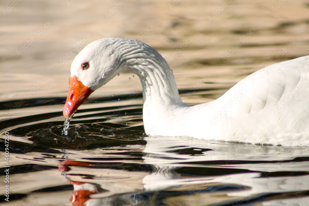 Fototapeta premium white swan on the water