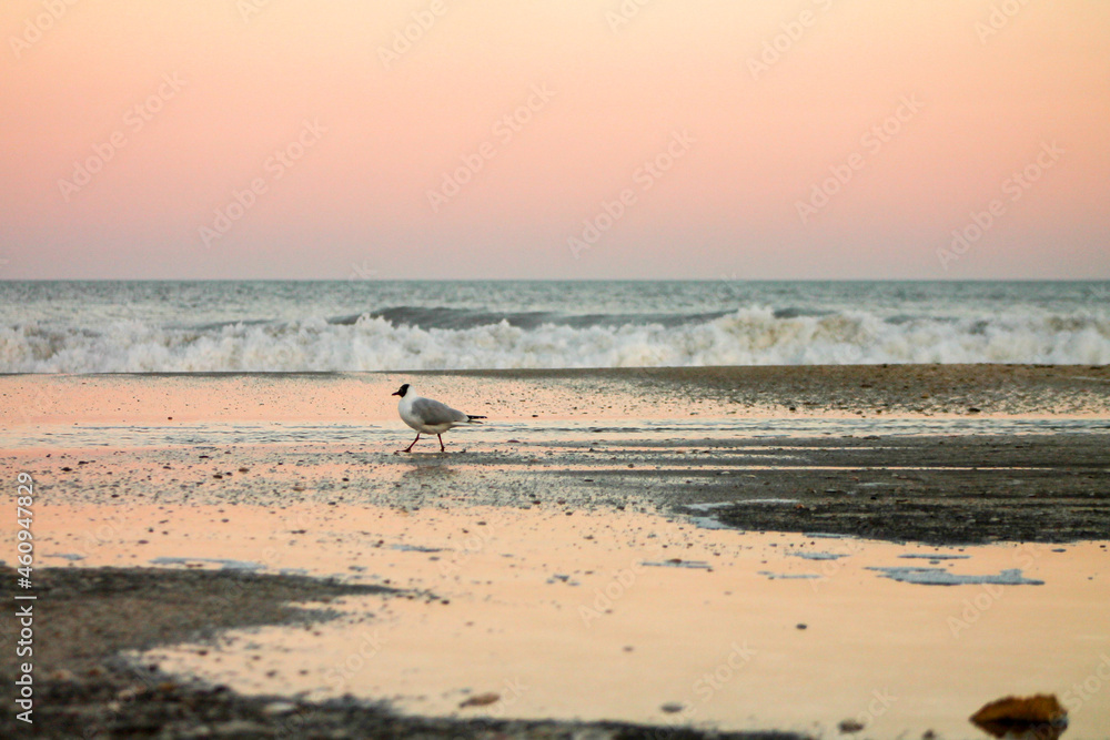 bird on the sand at dusk